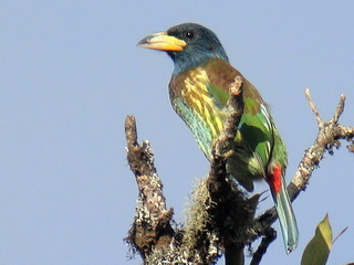 Birdwatching in Thailand