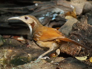 Scimitar Babbler bird Kaeng Krachan