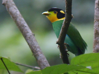 Long-tailed Broadbill at Doi Lang