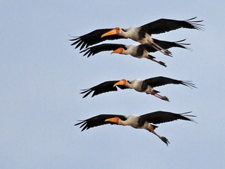 Painted Stork at Laem Pak Bia