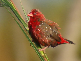 Red Avadavat at Huay Tung Tao