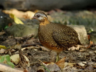 Scaly-breasted Partridge at Kaeng Krachan