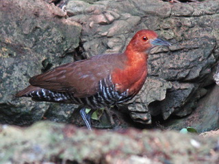 Slaty-legged Crake Kaeng Krachan