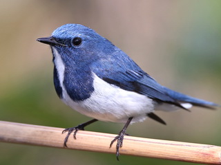 Ultramarine Flycatcher on Doi Lang