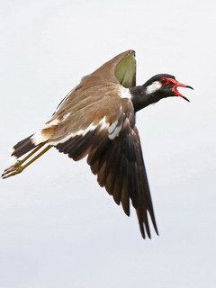 Red-wattled Lapwing birding Thailand