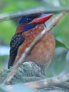 Blue-capped Kingfisher