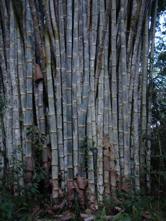 Kitanglad Bamboo