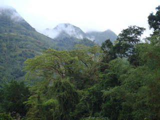 Tabunan Forest